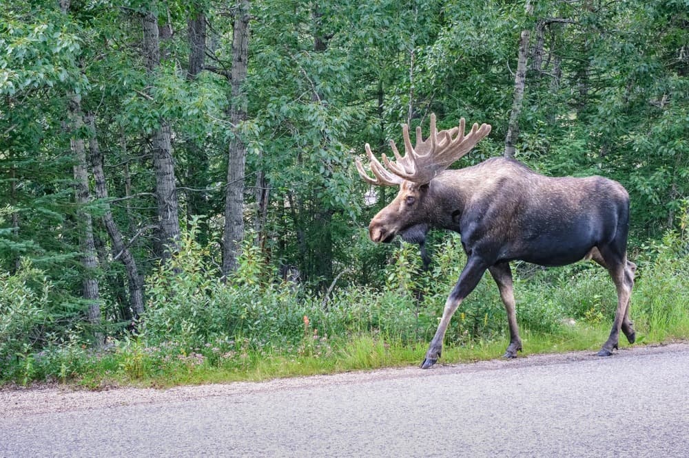 Riserva Faunistica dello Yukon