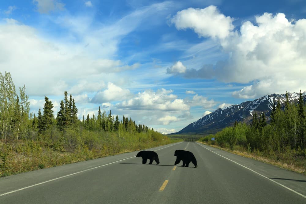Parco nazionale e riserva di Kluane